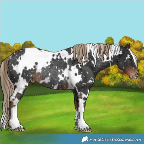 Horse Color:White Spotted Liver Chestnut Appaloosa Rabicano 