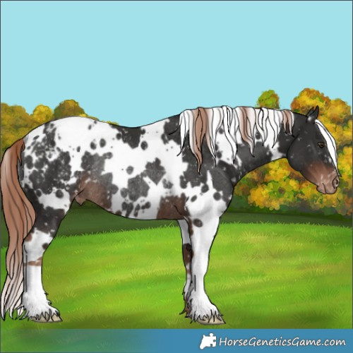 Horse Color:White Spotted Liver Chestnut Appaloosa Rabicano 
