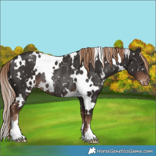 Horse Color:White Spotted Liver Chestnut Appaloosa Rabicano 