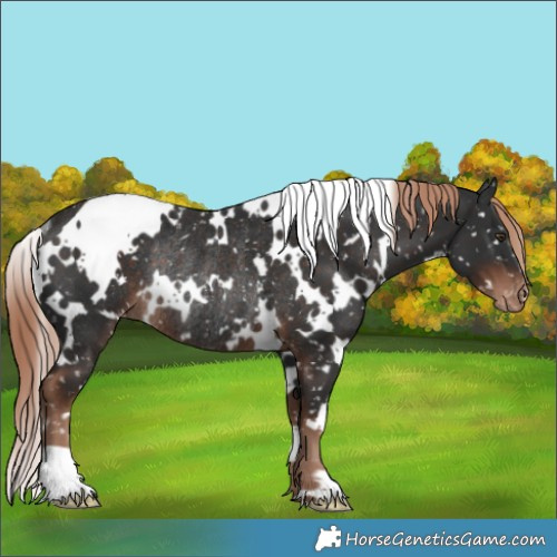 Horse Color:White Spotted Liver Chestnut Appaloosa Rabicano