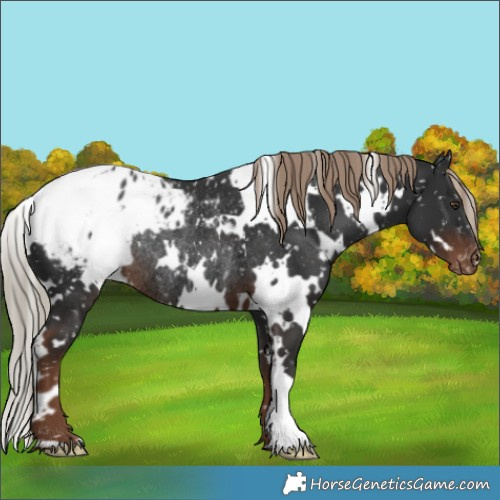 Horse Color:White Spotted Liver Chestnut Blanket Rabicano