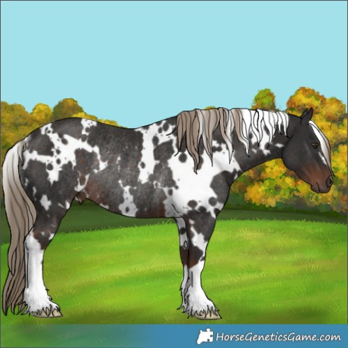 Horse Color:White Spotted Liver Chestnut Rabicano