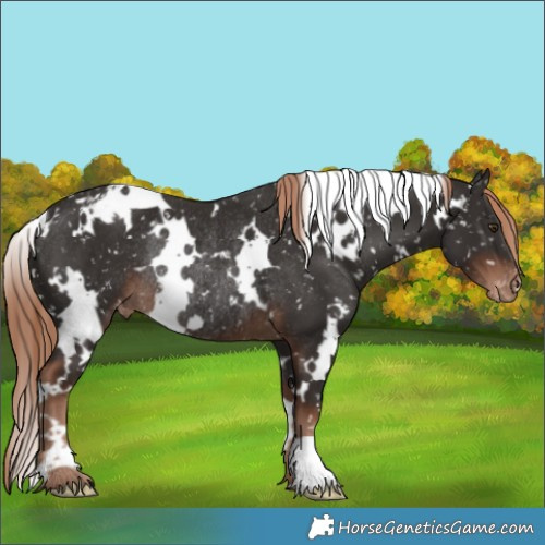 Horse Color:White Spotted Liver Chestnut Appaloosa Rabicano 