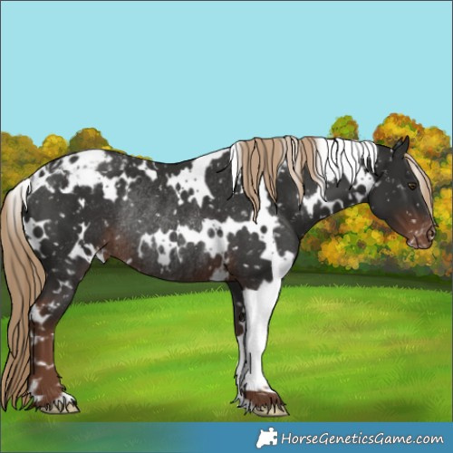 Horse Color:White Spotted Liver Chestnut Appaloosa Rabicano 