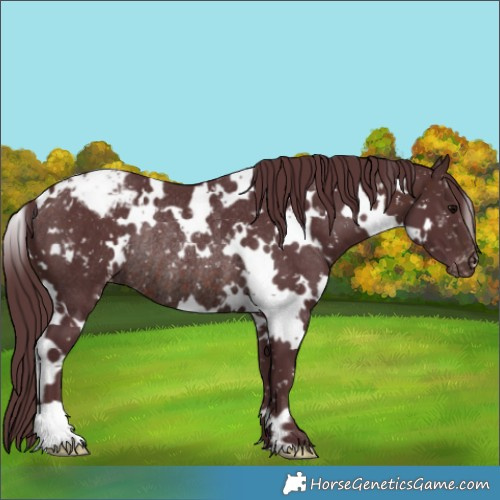 Horse Color:White Spotted Chocolate Brown Appaloosa Rabicano