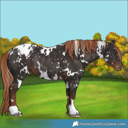Horse Color:White Spotted Liver Chestnut Blanket Rabicano