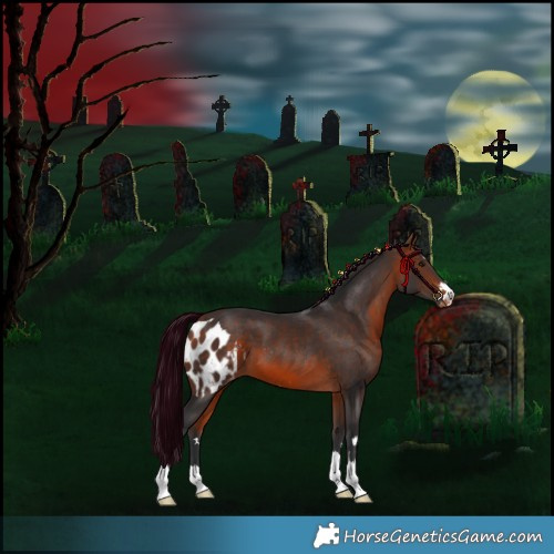 Horse Color:Bay Skewed Appaloosa
