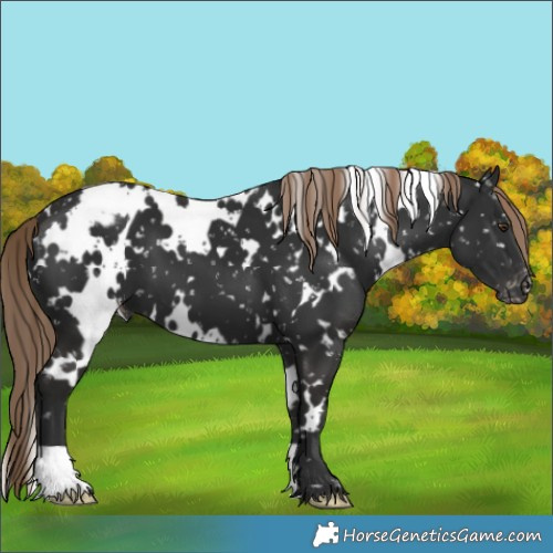 Horse Color:White Spotted Liver Chestnut Snowcap
