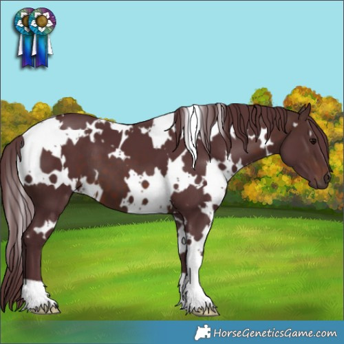 Horse Color:White Spotted Chocolate Brown