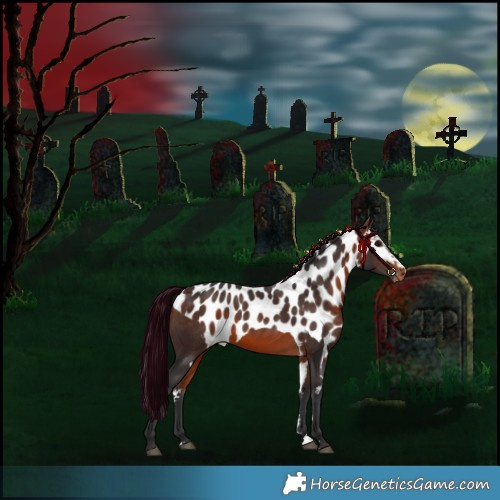 Horse Color:Bay Skewed Appaloosa