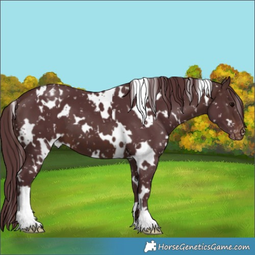 Horse Color:White Spotted Chocolate Brown Appaloosa 