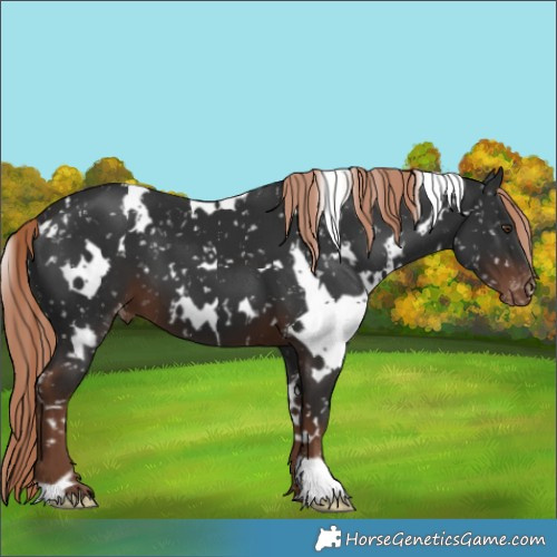 Horse Color:White Spotted Liver Chestnut Snowflake Varnish 
