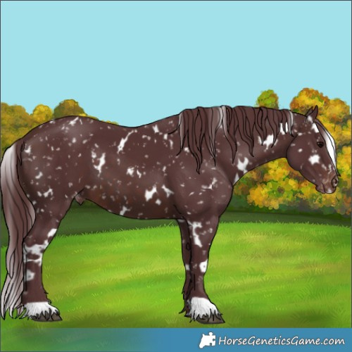 Horse Color:White Spotted Chocolate Brown Appaloosa