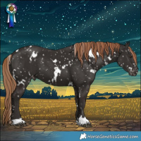 Horse Color:White Spotted Liver Chestnut Appaloosa