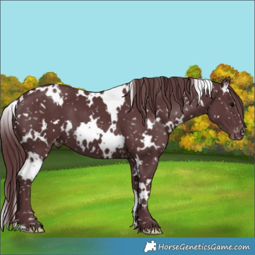 Horse Color:White Spotted Chocolate Black Appaloosa