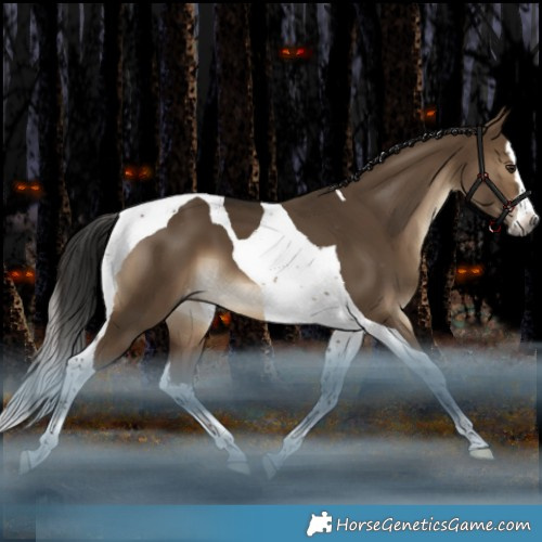 Horse Color:Gray White Spotted Bay Dun Splash Tobiano Appaloosa 