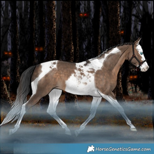 Horse Color:Bay Dun Splash Tobiano