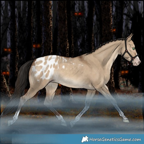 Horse Color:Gray White Spotted Sable Champagne Dun Splash Tobiano Appaloosa 
