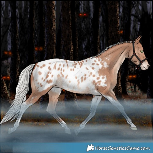 Horse Color:Silver Sable Champagne Tobiano Appaloosa