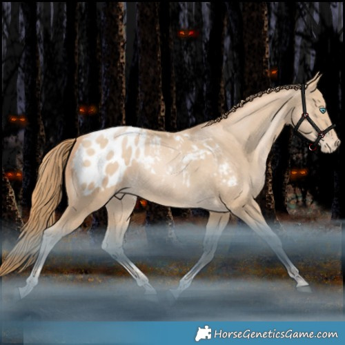 Horse Color:Bay Snowdrop Pearl Tobiano Appaloosa 