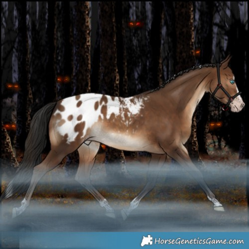 Horse Color:Gray Sable Champagne Splash Tobiano Appaloosa 