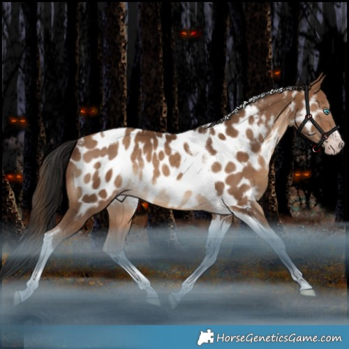 Horse Color:Gray White Spotted Amber Champagne Tobiano Appaloosa Rabicano 