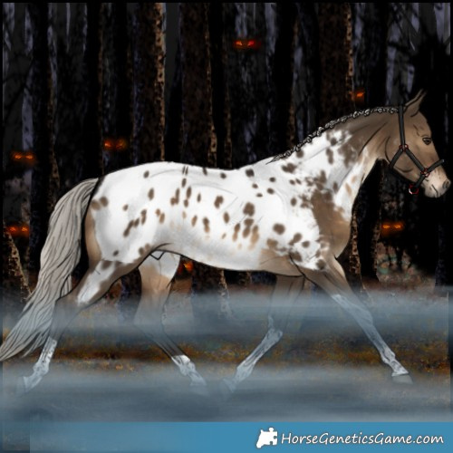 Horse Color:Gray Silver Brown Dun Tobiano Appaloosa Rabicano