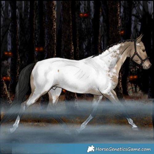 Horse Color:Gray White Spotted Brown Dun Tobiano Appaloosa 