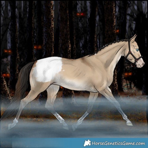Horse Color:Gray White Spotted Amber Champagne Dun Splash Tobiano Appaloosa Rabicano 