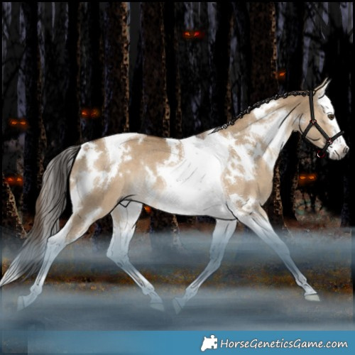 Horse Color:Gray White Spotted Liver Red Dun Splash Tobiano Rabicano 