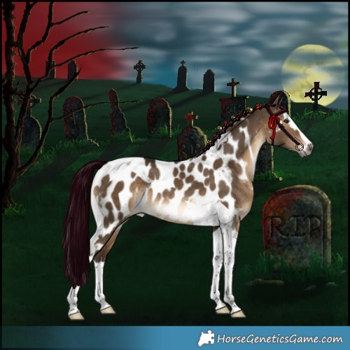Horse Color:Gray Silver Bay Dun Splash Tobiano Appaloosa Rabicano 