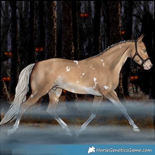 Horse Color:Gray White Spotted Silver Amber Champagne Dun Tobiano Rabicano 