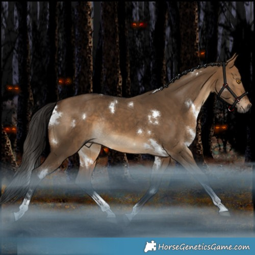 Horse Color:Gray White Spotted Bay Dun Tobiano Rabicano 