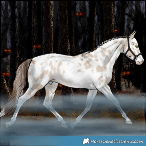 Horse Color:White Spotted Amber Champagne Dun Splash Tobiano Appaloosa Rabicano 