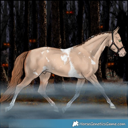 Horse Color:White Spotted Gold Champagne Dun Tobiano Rabicano 
