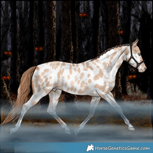 Horse Color:White Spotted Gold Champagne Dun Tobiano Appaloosa Rabicano 