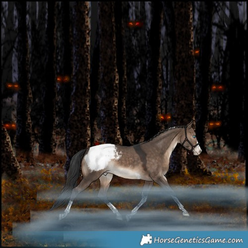 Horse Color:Brown Dun Splash Tobiano Appaloosa Rabicano 