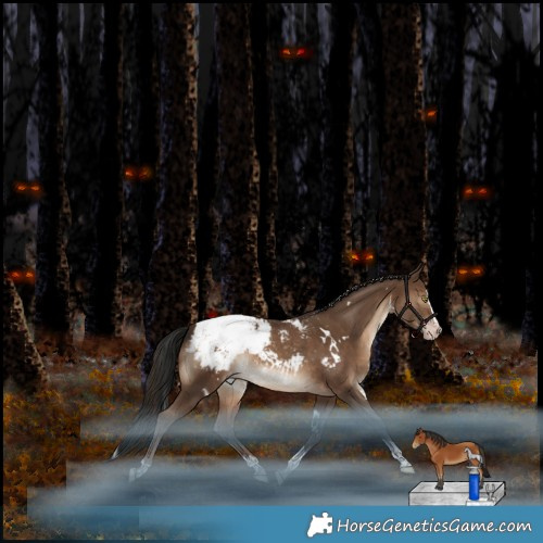 Horse Color:Gray White Spotted Sable Champagne Mushroom Splash Tobiano Appaloosa Rabicano