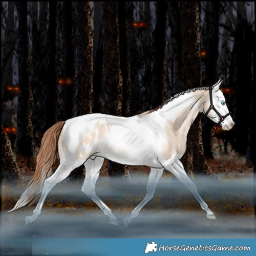 Horse Color:Gold Champagne Dun Splash Tobiano Appaloosa Rabicano 