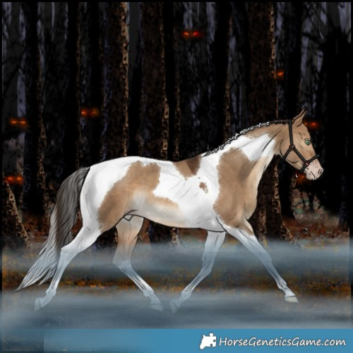 Horse Color:Gray Amber Champagne Dun Tobiano Appaloosa