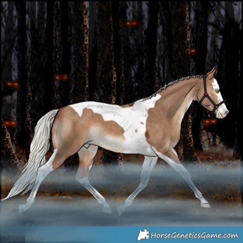 Horse Color:Silver Bay Dun Splash Tobiano Appaloosa 