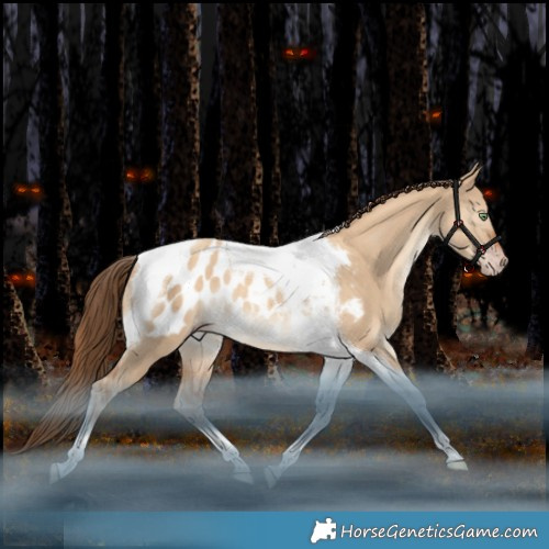 Horse Color:Gray Gold Champagne Dun Tobiano Appaloosa Rabicano 
