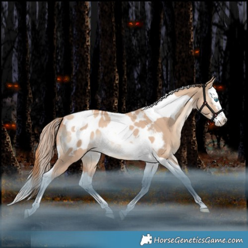 Horse Color:Gold Champagne Dun Splash Tobiano Appaloosa Rabicano 