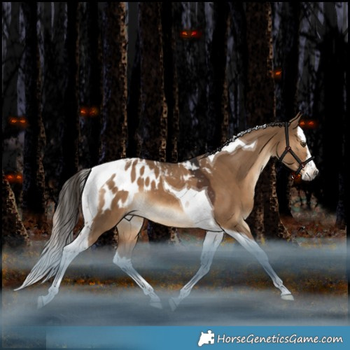 Horse Color:Gray Liver Red Dun Splash Tobiano Appaloosa 