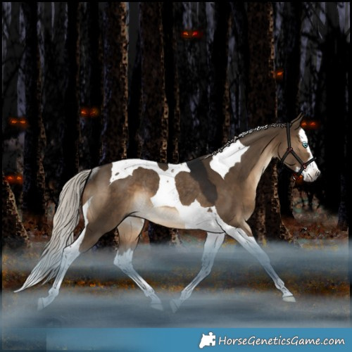 Horse Color:Gray Silver Brown Dun Splash Tobiano Rabicano 