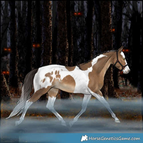 Horse Color:Gray Liver Red Dun Splash Tobiano Appaloosa 