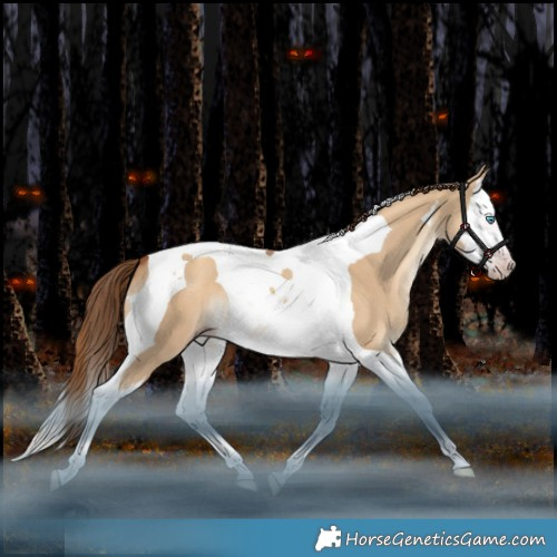Horse Color:Gray Gold Champagne Dun Splash Tobiano