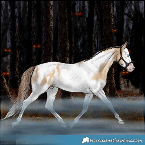 Horse Color:Gray Gold Champagne Dun Splash Tobiano Appaloosa Rabicano 