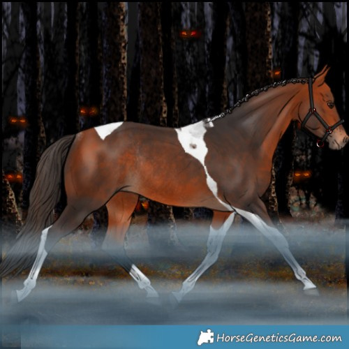 Horse Color:Bay Tobiano Rabicano 