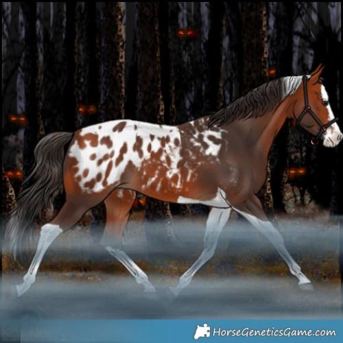 Horse Color:Bay Splash Tobiano Appaloosa Rabicano 